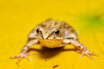 Frog on a yellow water lily.