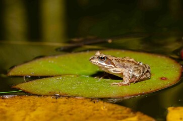 Frog sits on a green leaf of a water lily.
