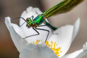 Green dragonfly on a white flower leaf.