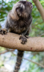 Monkey in Red Beach Urca Sugar Loaf Rio de Janeiro Brazil