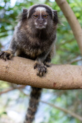 Monkey in Red Beach Urca Sugar Loaf Rio de Janeiro Brazil