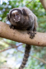 Monkey in Red Beach Urca Sugar Loaf Rio de Janeiro Brazil