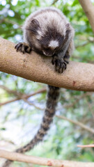 Monkey in Red Beach Urca Sugar Loaf Rio de Janeiro Brazil