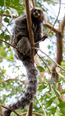 Monkey in Red Beach Urca Sugar Loaf Rio de Janeiro Brazil