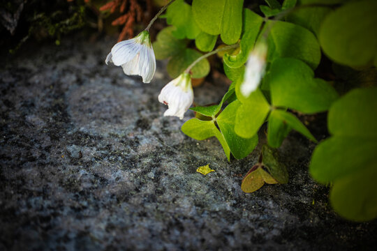 Wood sorrel white buds with clover like leaves growing on granite stair
