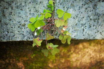 Wood sorrel white closed buds with clover like leaves between two granite blocks of stairs