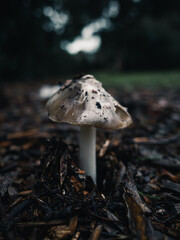 mushroom in the forest