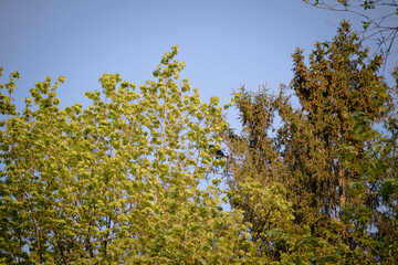 Tree tops with young spring leaves and pinecones on blue evening sky background