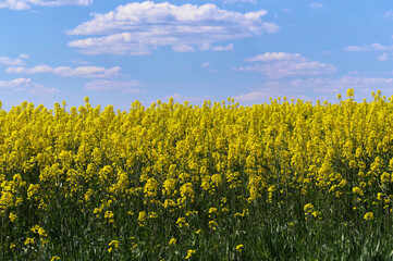 Naklejka premium Rzepaki z bliska na tle błękitnego nieba.