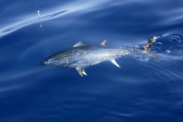 Fototapeta premium Blue fin tuna Mediterranean big game fishing and release