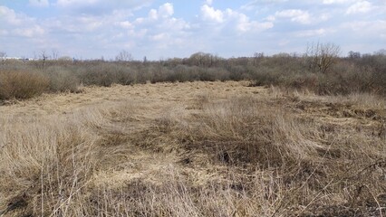 Fototapeta premium grass and sky