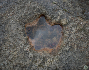 The footprint of dinosaur with rain water on rock