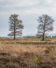 Bog  Grosses Torfmoor in Germany.