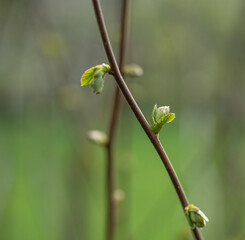 green spring leaf in sunshine