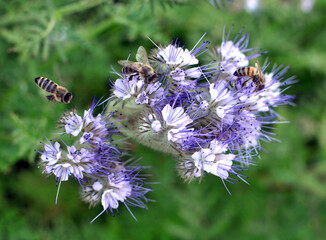The field is blooming phacelia