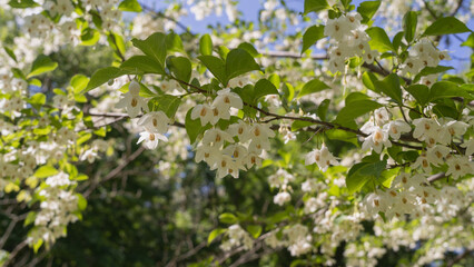 エゴノキ｜日本の初夏に咲くエゴの花