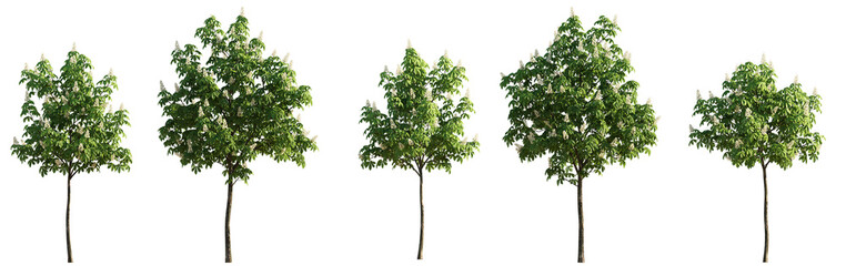 Chestnut middle summer street young trees isolated png on a transparent background premium cutout
