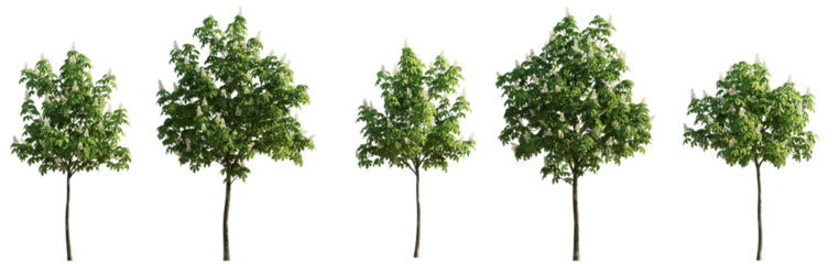 Chestnut middle summer street young trees isolated png on a transparent background premium cutout