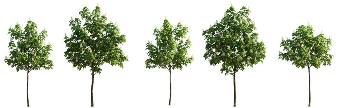 Chestnut middle summer street young trees isolated png on a transparent background premium cutout