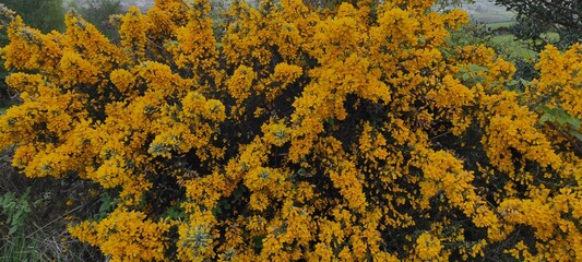 Grose yellow bells flowers and ferns green grass Ireland