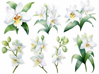 illustrazione di set di orchidee bianche  in stile acquerello su sfondo bianco scontornabile ideale per inviti e biglietti di auguri per matrimoni, creata con intelligenza artificiale