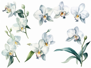 illustrazione di set di orchidee bianche  in stile acquerello su sfondo bianco scontornabile ideale per inviti e biglietti di auguri per matrimoni, creata con intelligenza artificiale - obrazy, fototapety, plakaty
