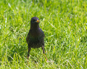 A Common Starling Standing in the Grass and Looking as if It is Defending Its Territory from Unwanted Visitors 