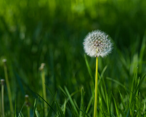 Beautiful Scenery Created by a Dandelion Standing against a Dark Green Background with the Light Falling from the Side