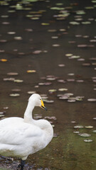 オオハクチョウ