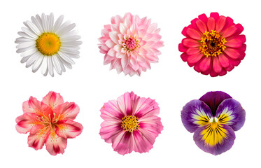 Summer flowers isolated on transparent background. Generative AI