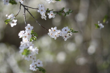 Branches of blossoming cherry macro with soft focus on gentle light nature background in sunlight with copy space. Beautiful floral image of spring nature panoramic view