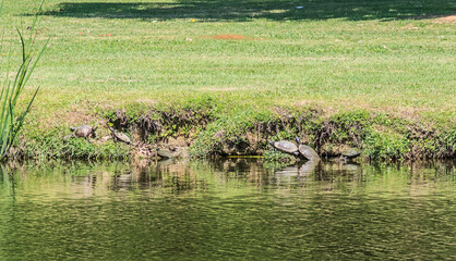 Group of wild Cooter Turtles sunning on a lake bank in Montgomery, Alabama. 