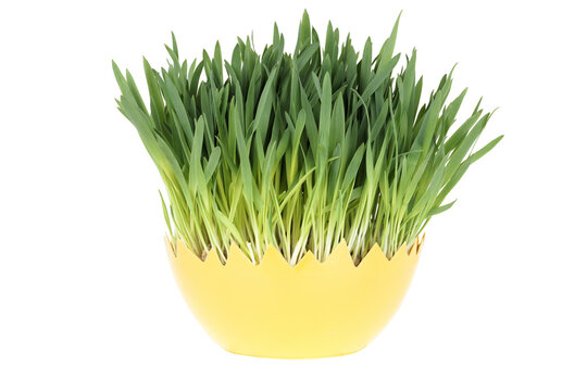 Green fresh easter grass isolated on white background