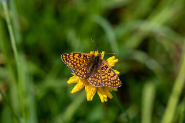 A Glanville fritillary (Melitaea cinxia) settled on a yellow flower.
