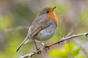 Fototapeta premium European robin, robin or robin redbreast - Erithacus rubecula perched with green background. Ring on right leg. Photo from Cape Clear Island in Ireland.