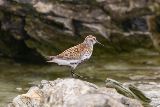 Dunlin - Calidris alpina on rocks with rock and water in background. Photo from Ireland's Eye Island in Ireland. Dunlin is long distance migrating bird.