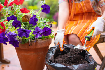 Woman's hands putting compost soil in a pot with flowers in the garden of her house.