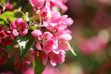 Apple blossom on a branch in spring garden. Pink flowers with green leaves