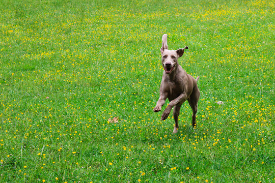 female dog running in the meadow in summer happy because the heat is coming