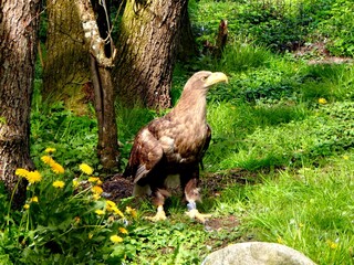 red tailed hawk