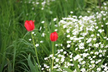 red tulips in the garden