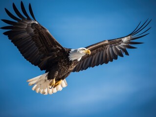 Naklejka na ściany i meble A bald eagle flying through a blue sky. Generative AI image.