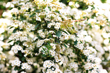 white cherry tree