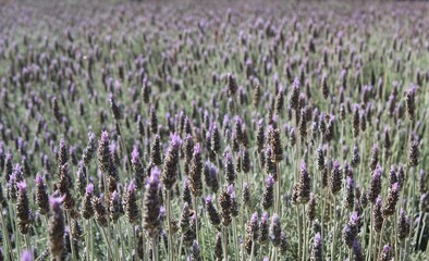 Naklejka premium field of lavender