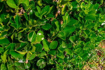 Green vegetation background. Lots of juicy green leaves.