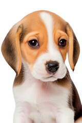 Portrait Beagle puppy on a transparent background. Generative AI