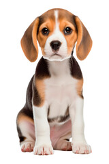 Sitting Beagle puppy on a transparent background. Generative AI