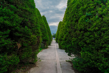 Alley in the park with paving stones and round cut trees along it. Park with trimmed trees along the alley.