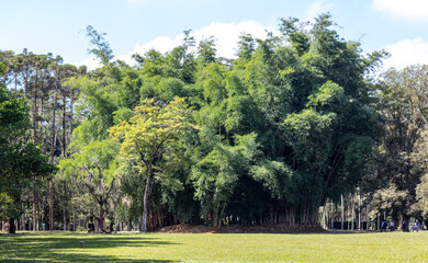 Fototapeta na wymiar Image taken at the Roberto Burle Marx City Park in São José dos Campos, São Paulo, Brazil. 