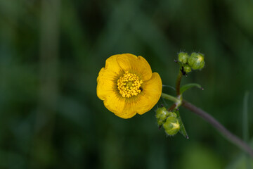 A single Buttercup (Bouton d'or Ranunculus) growing in the meadow.